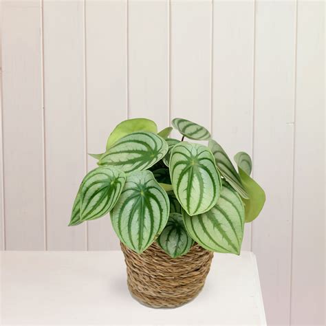 watermelon peperomia planting instructions